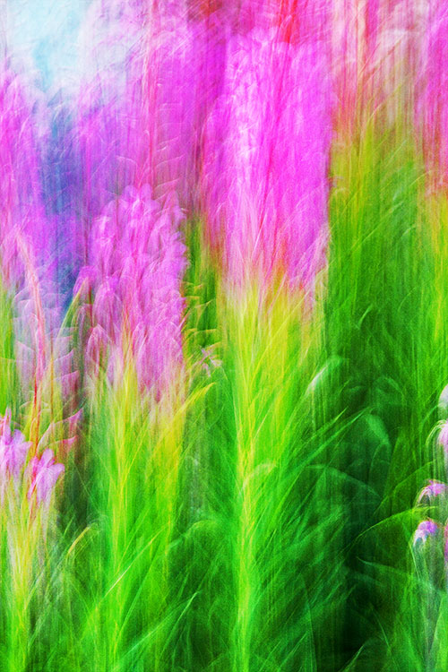 blurred fireweed