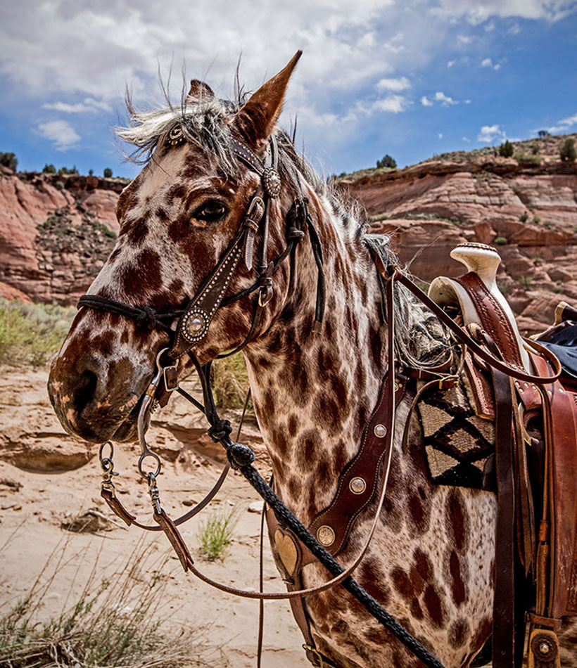 Leopard Appaloosa 