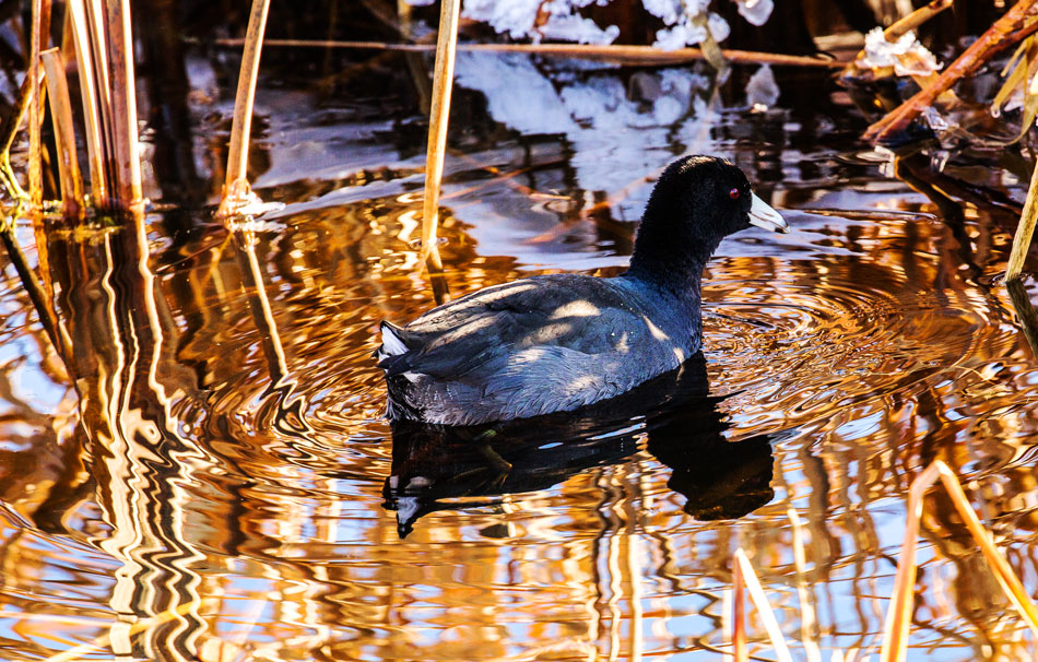 Duck-In-ReedsWeb3411.jpg