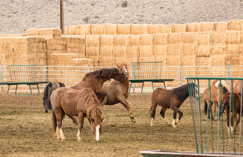 Wild Horse and Burro Center Palomino Valley 