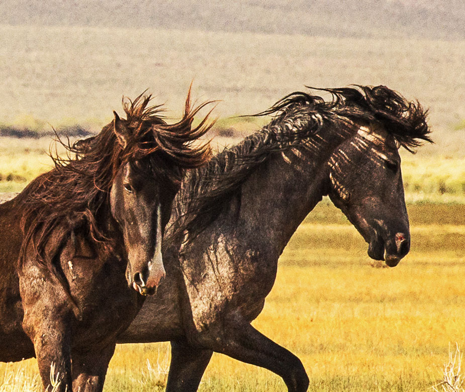 Wild Horse Play