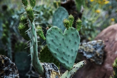 Heart-Cactus562