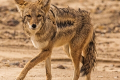 1260 Death Valley Coyote