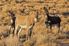 1131 Three burros