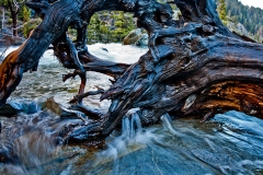Tree Root In Water